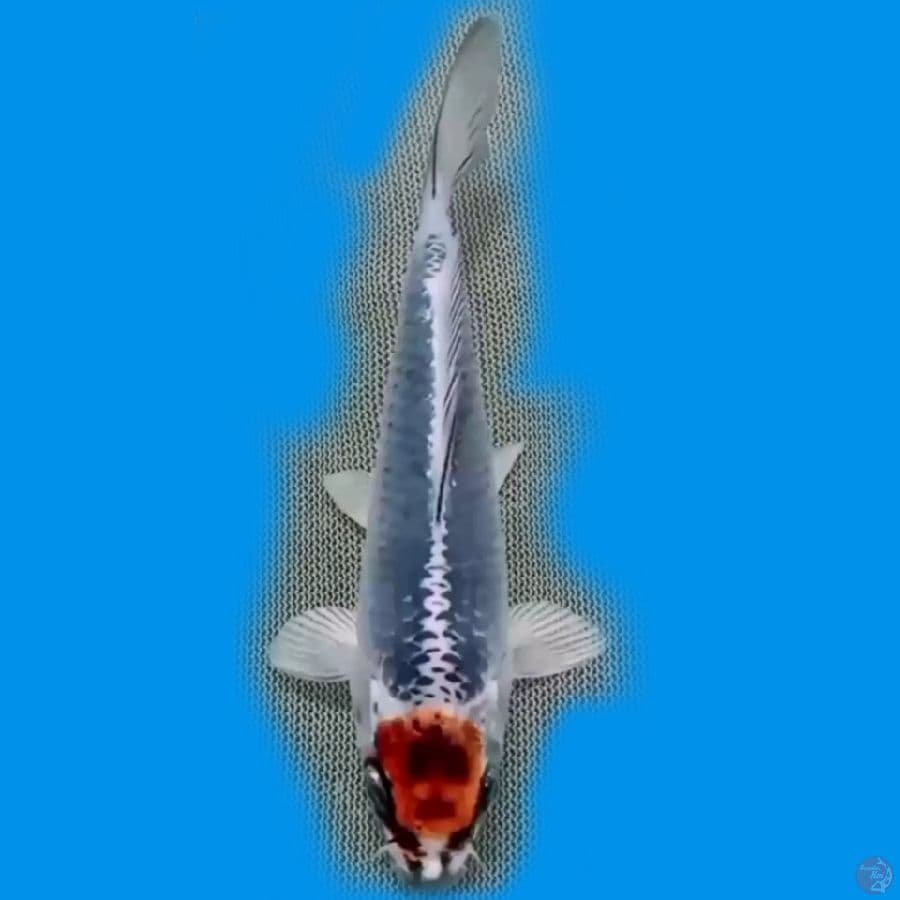 15CM