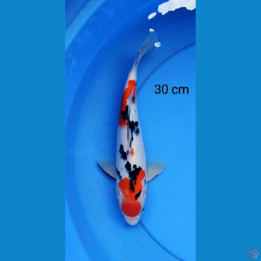 sanke juozz 30 cm