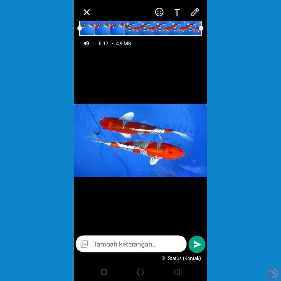 MKC KOI GRUB