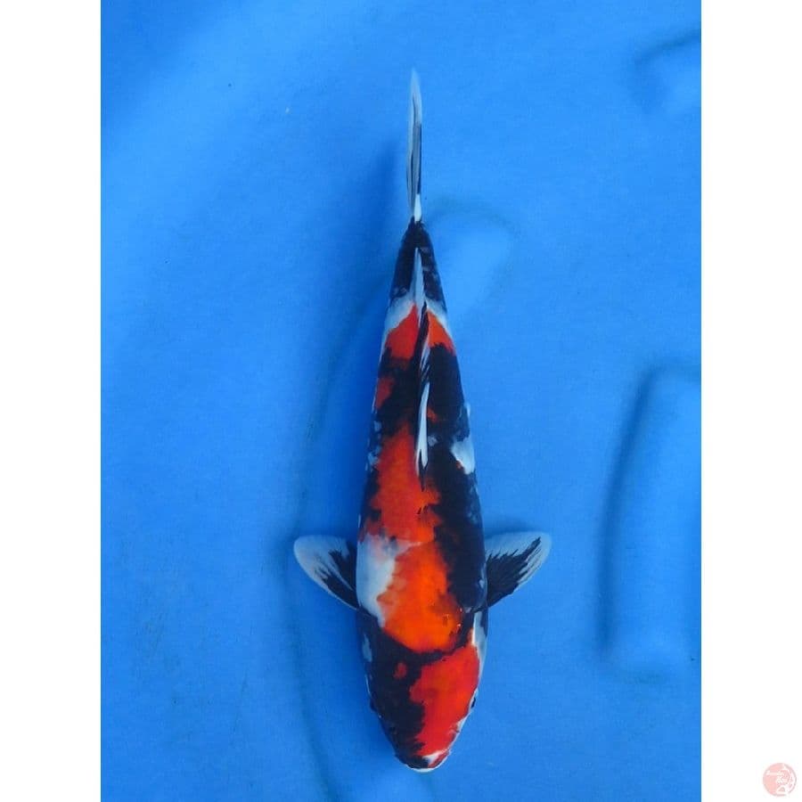 34cm , Red Showa