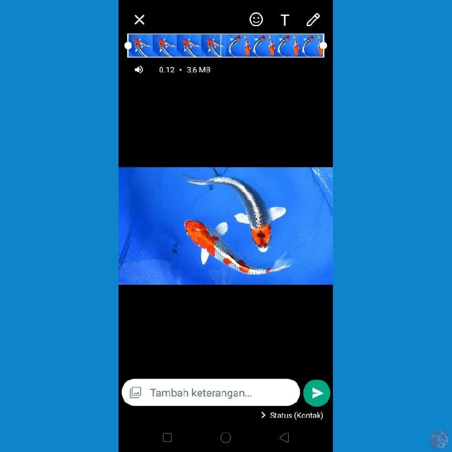 MKC KOI GRUB