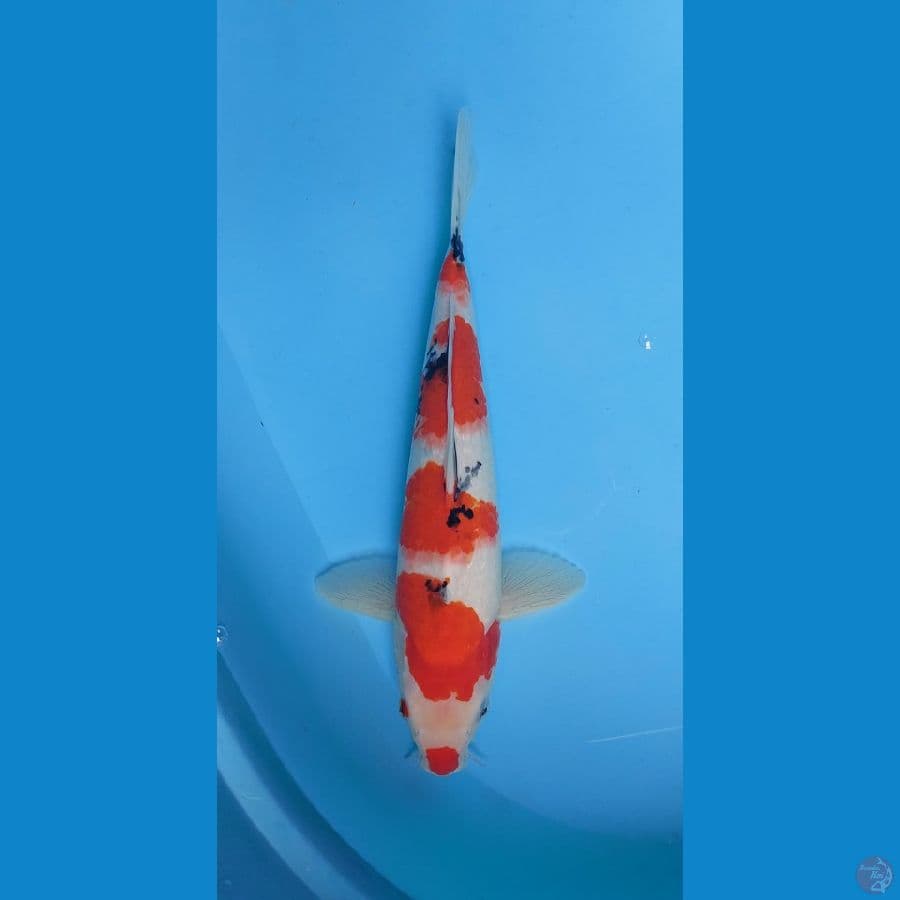 sanke 33 cm