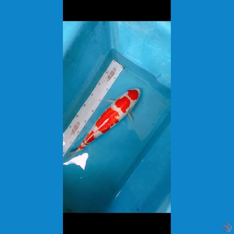 YONDAN KOHAKU