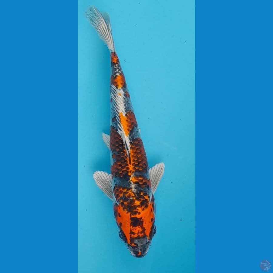 antikan 24 cm