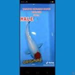 TC KOHAKU DOITS HQ