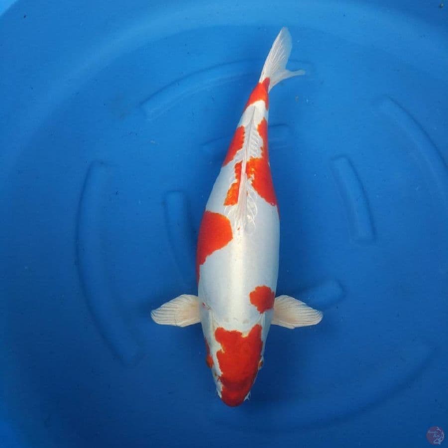 Kikushui 54 F