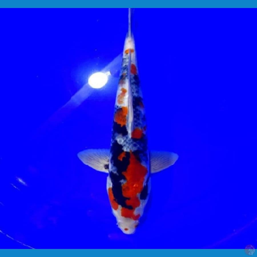 Kage Showa 31 cm