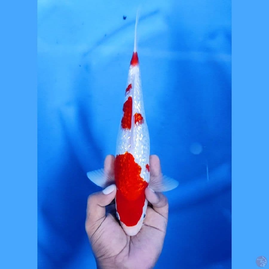 29CM # KOHAKU GINRIN - M