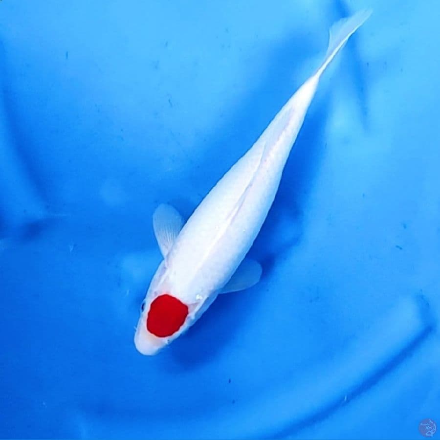 32CM # TANCHO KOHAKU - F