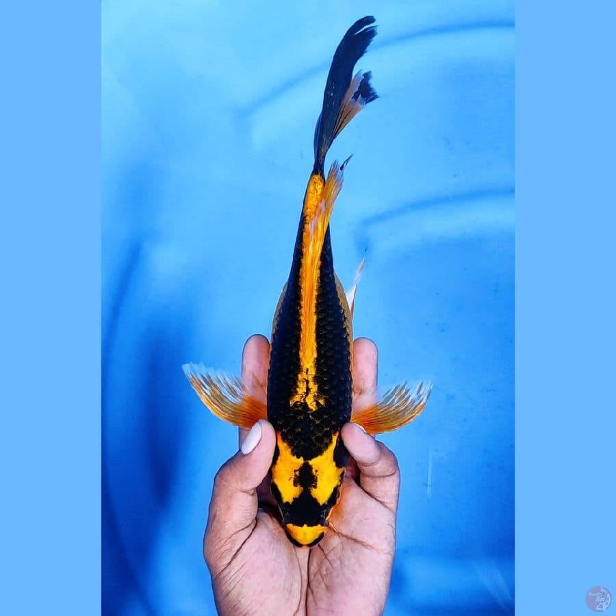 28CM # KABUTO SLAYER - F