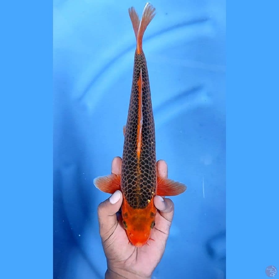 32CM # AKA MATSUBA JARING MANTAP - F