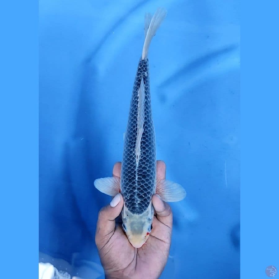 30CM # ASAGI JARING JOSS - M