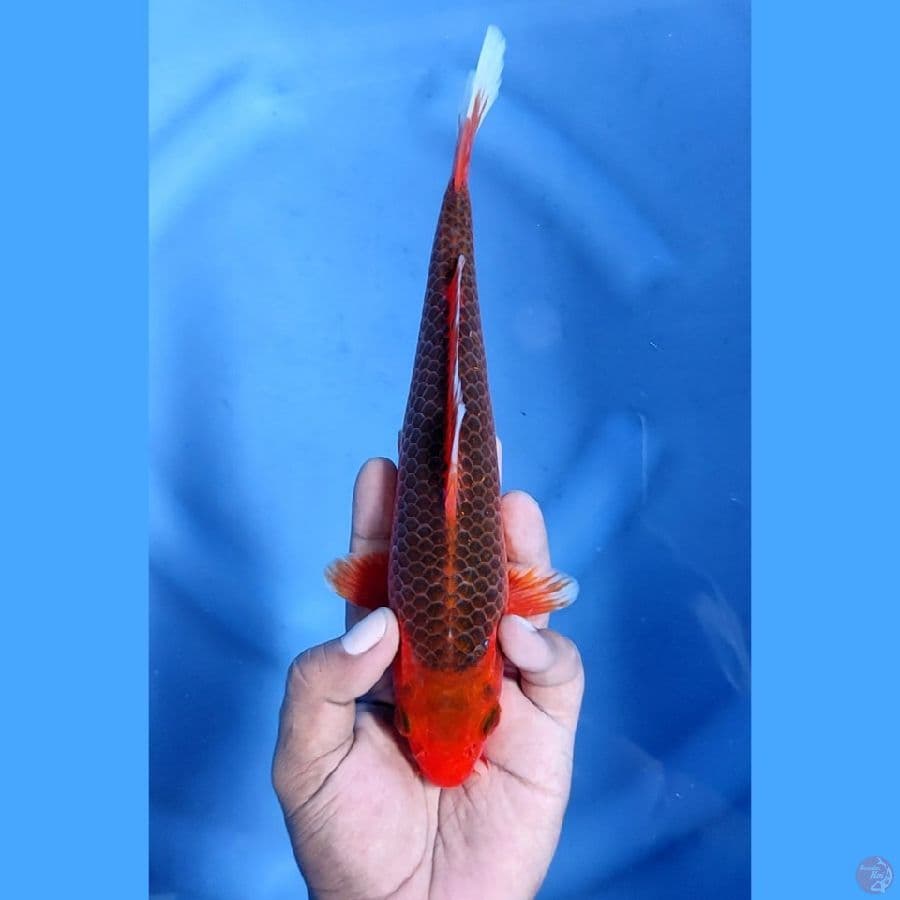 25CM # AKA MATSUBA - M
