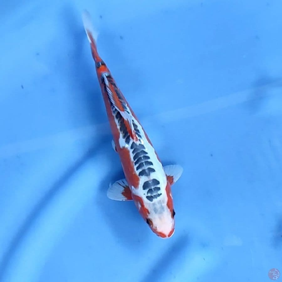25CM # HANA SHUSUI - M