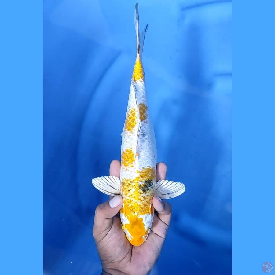 31CM # KIN KI SHOWA - F