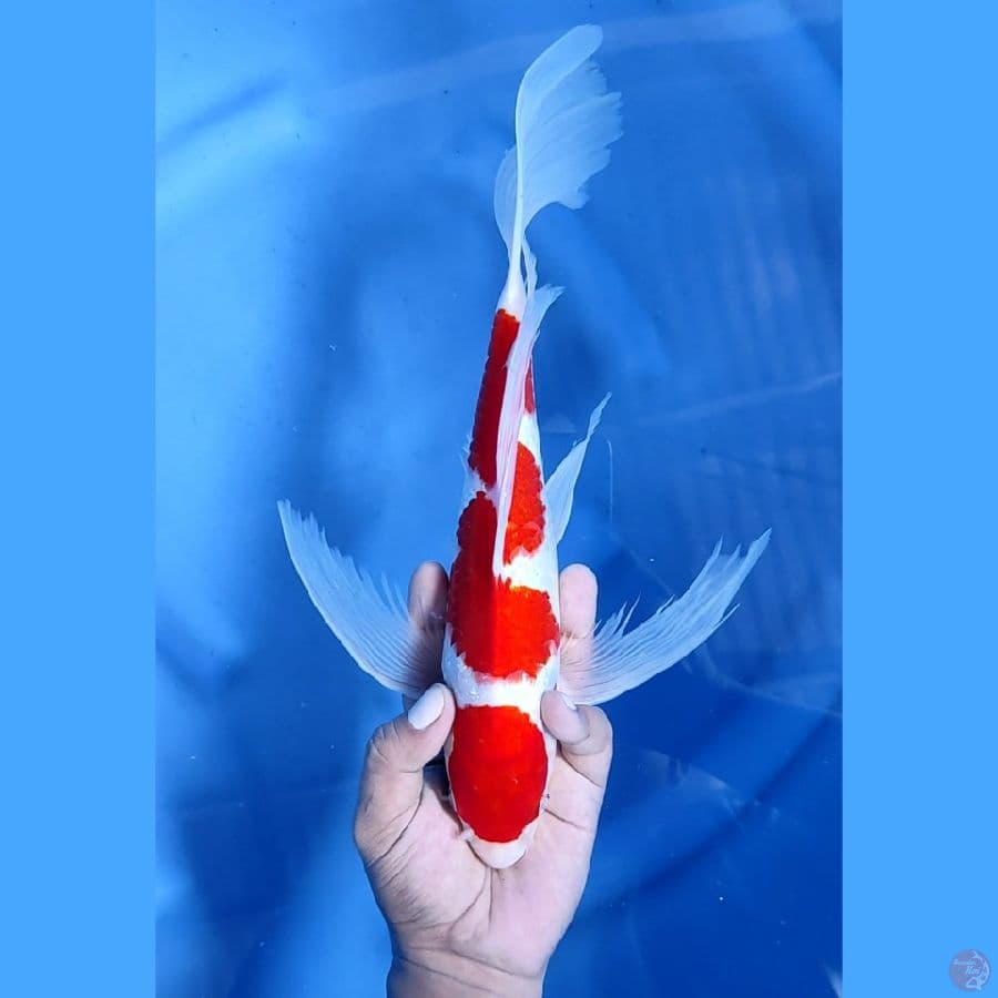 37CM # KOHAKU INAZUMA SLAYER - M