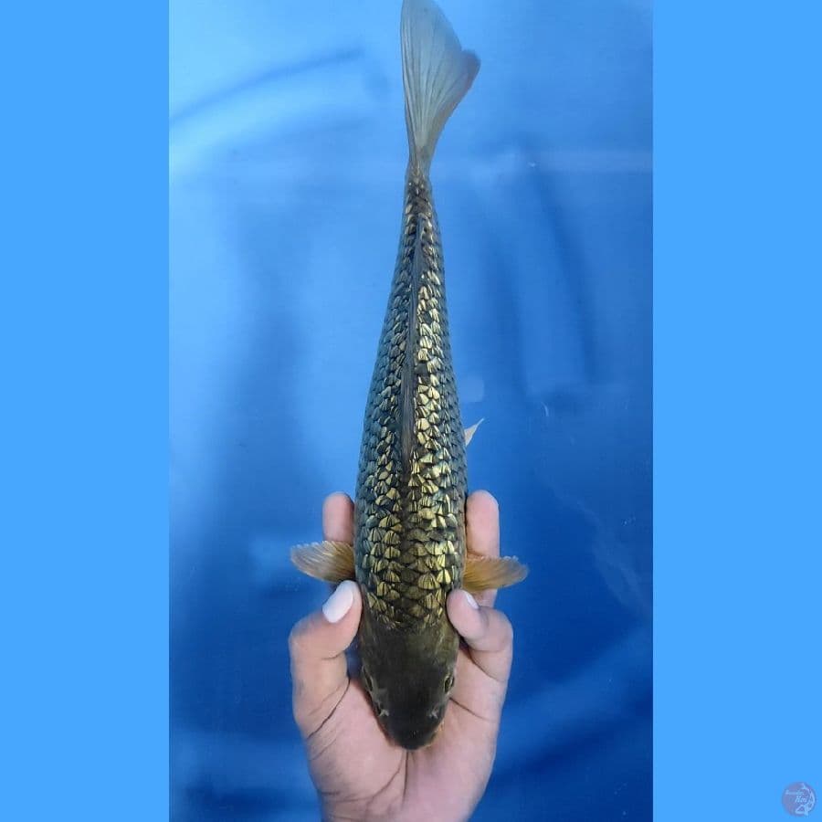 32CM # MIDORI GINRIN - M