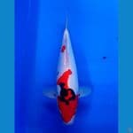 SHOWA DOITSU BULKI 42 CM PREDIKSI JANTAN 