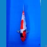 SHOWA DOITSU TATEGOI JANTAN 40 CM 
