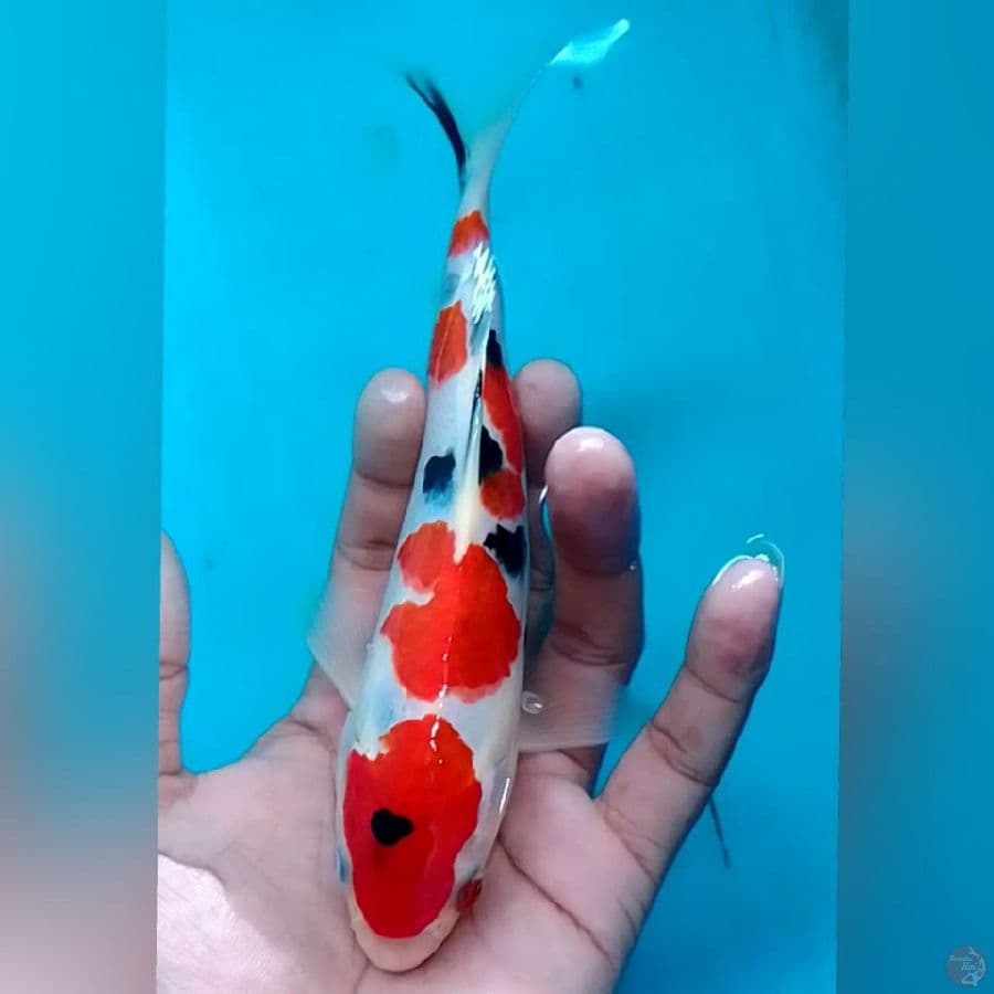 SANKE SQ 20CM
