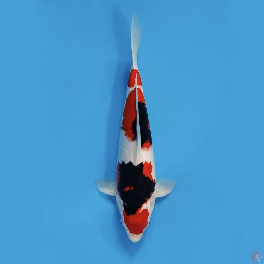 halus showa unik patern (Male) 35cm 