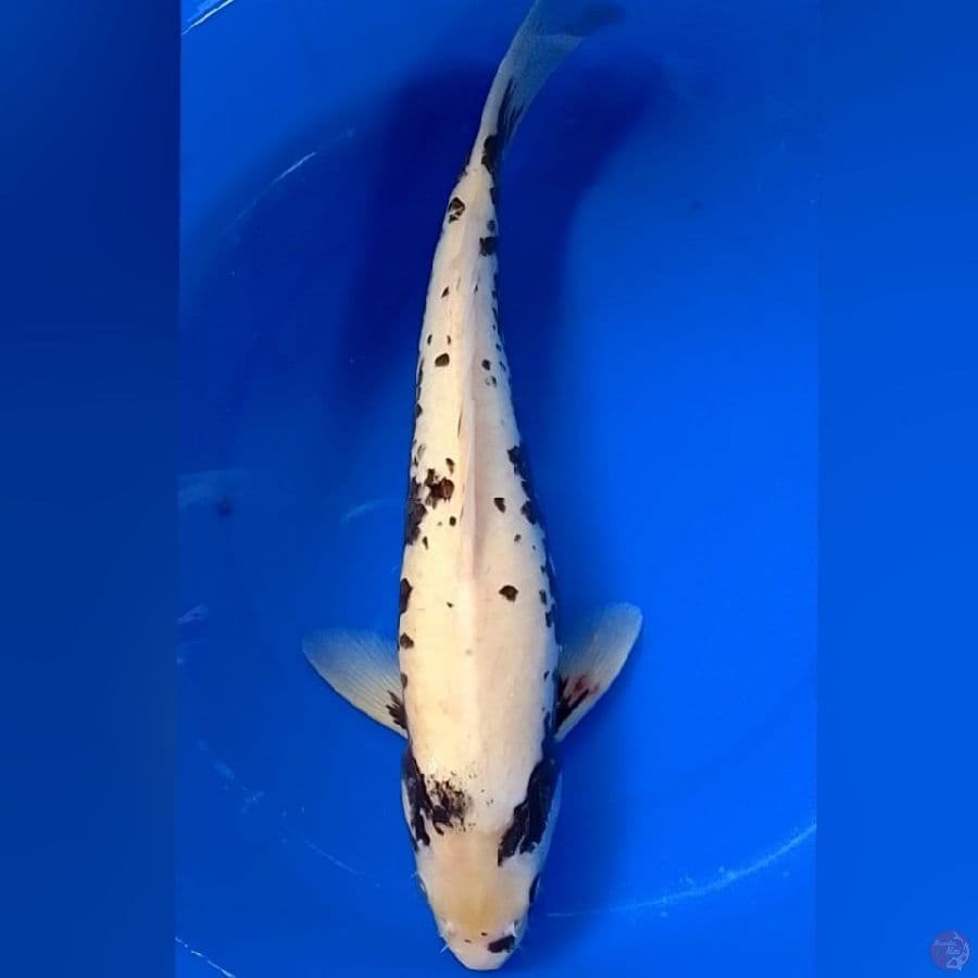 MATSUKAWABAKE 38CM