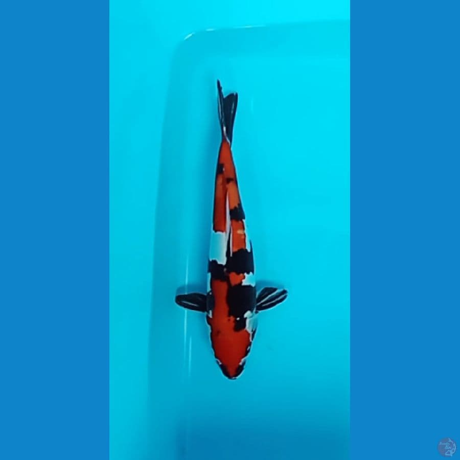 Doitsu Showa 30cm