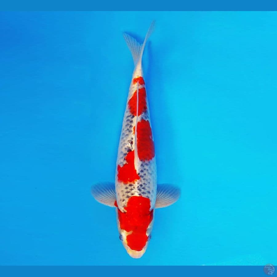 ZATOICHI 3 ~ Goshiki 37 cm/male ™