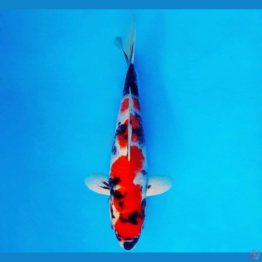 ZATOICHI 8 ~ Showa Evolution 26 cm/male ™