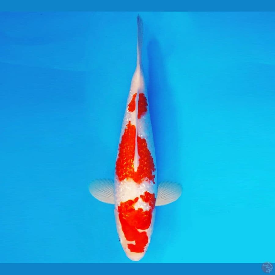 ZATOICHI 9 ~ Kohaku Gin Rin 30 cm/fm ™