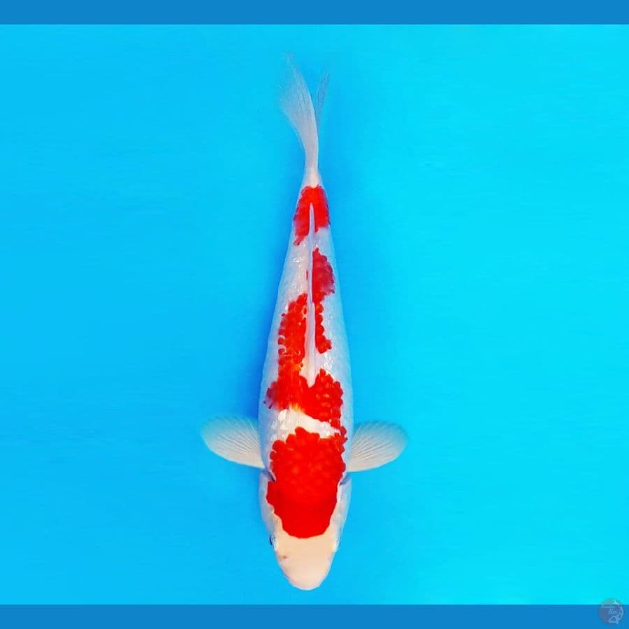ZATOICHI 10 ~ Kohaku Gin Rin 26 cm/male ™