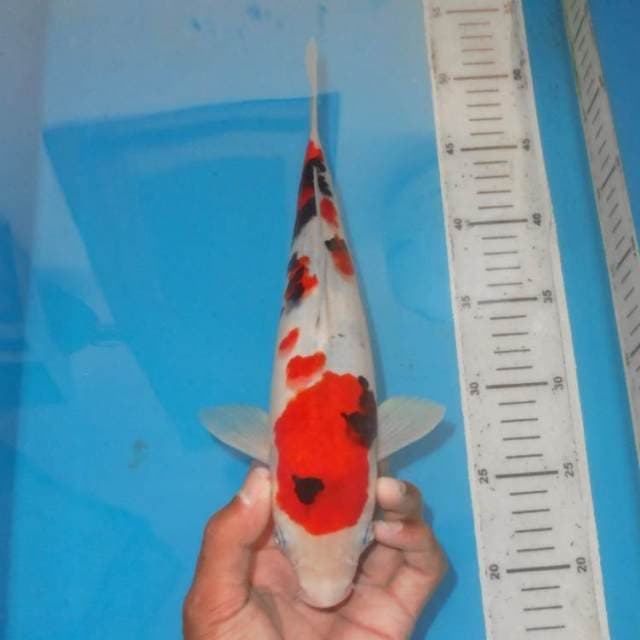 TOTOL-TOTOL SANKE RAPI
