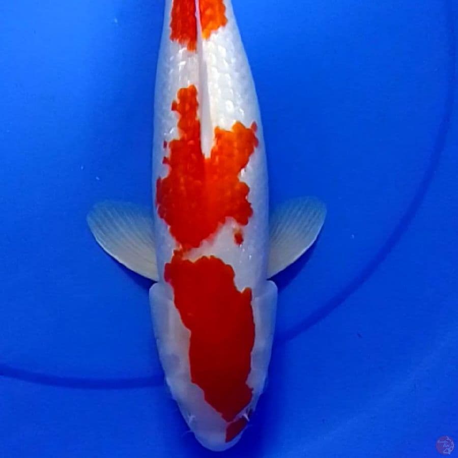 KOHAKU GINDRIN 39CM