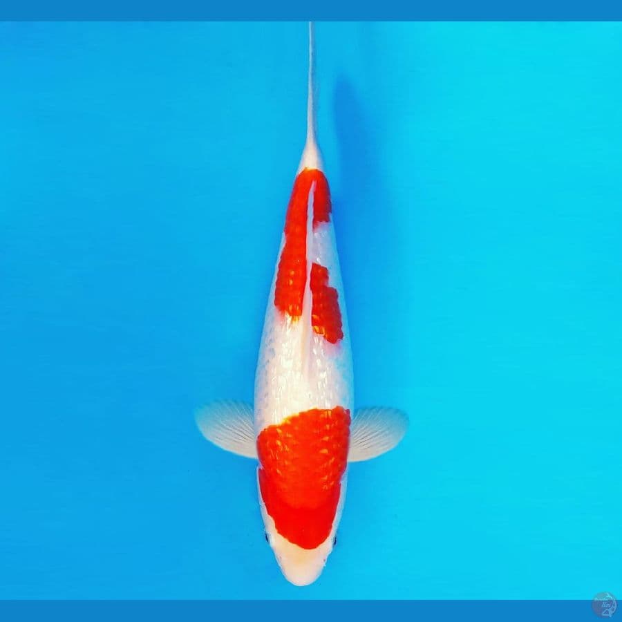 ZATOICHI 17 ~ Kohaku Gin Rin 34 cm/fm ™