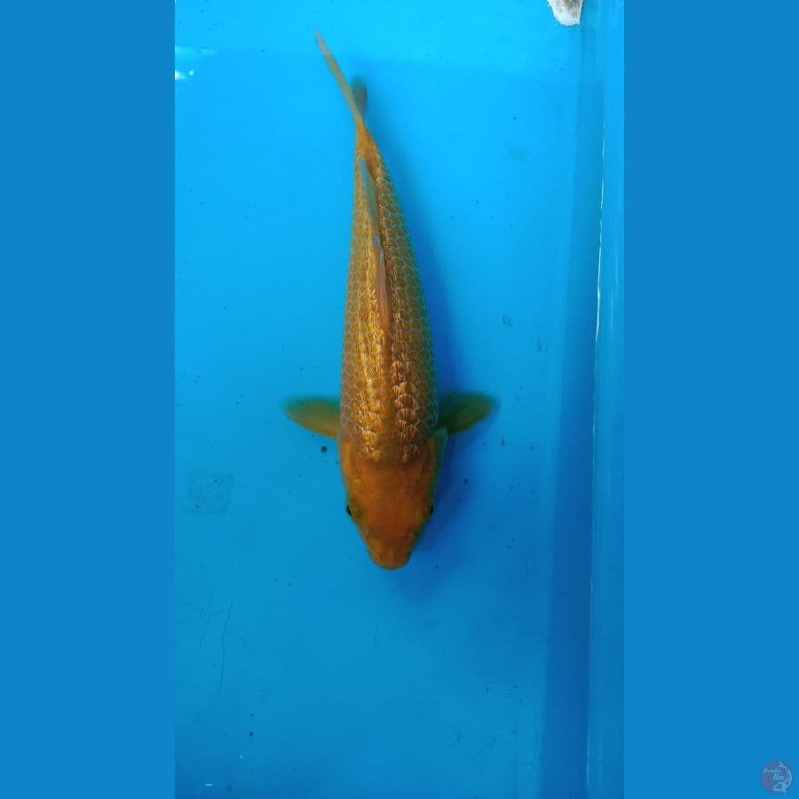 caramel 25 cm