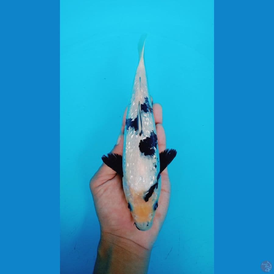 shiro gindrin 24 cm