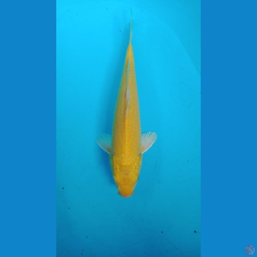 karasi mata merah 31 cm