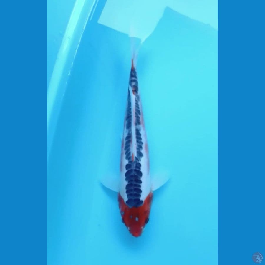 Hana Shusui 35cm (M)