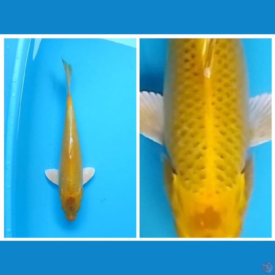Yamabuki Ogon 33cm (F)