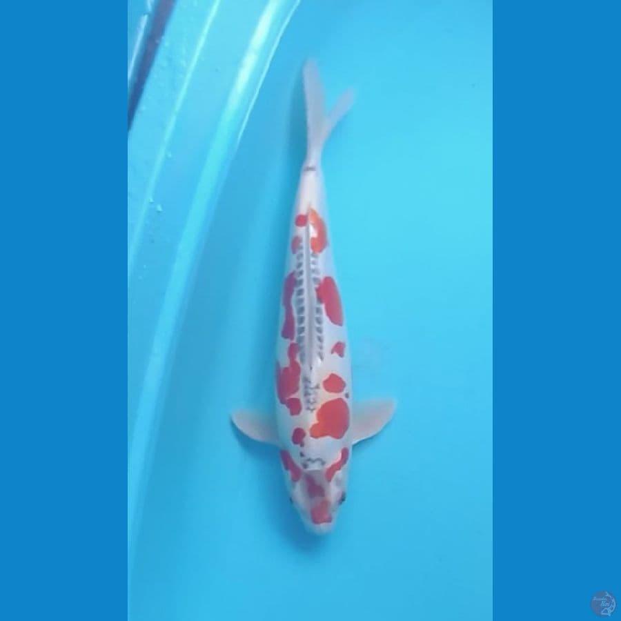 40cm SQ Kawarimono 