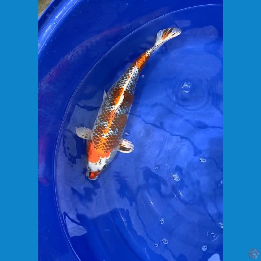 kujaku 50cm 