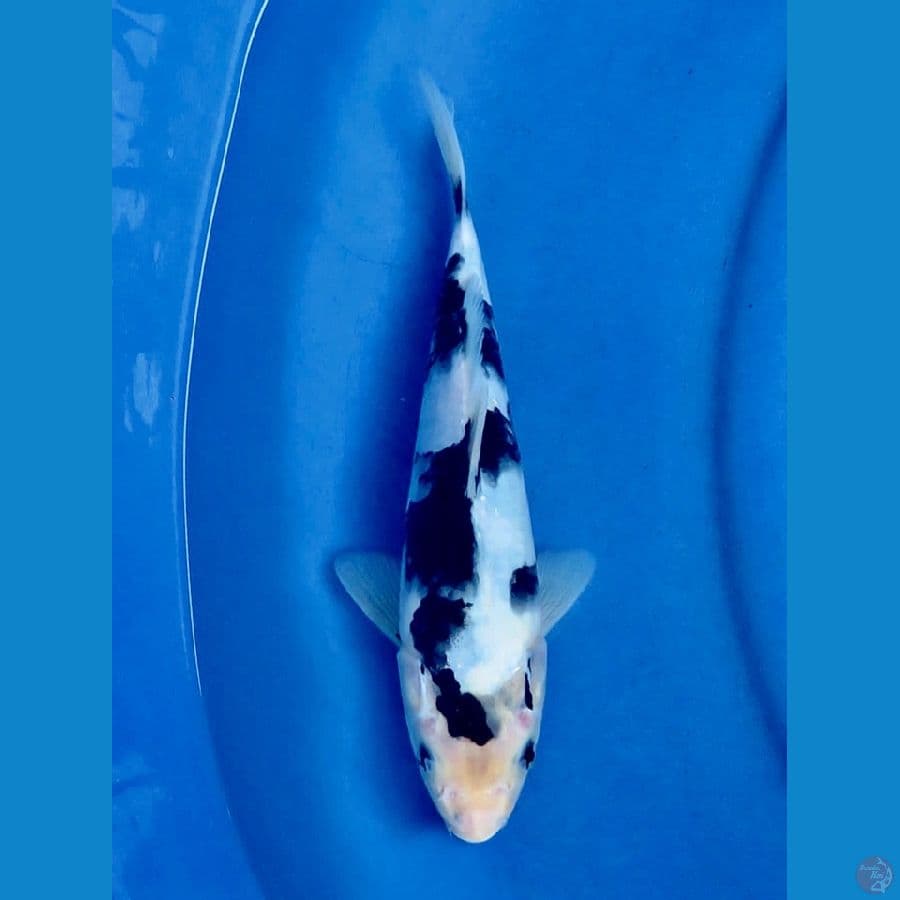 28cm , Shiro Tategoi Alus 