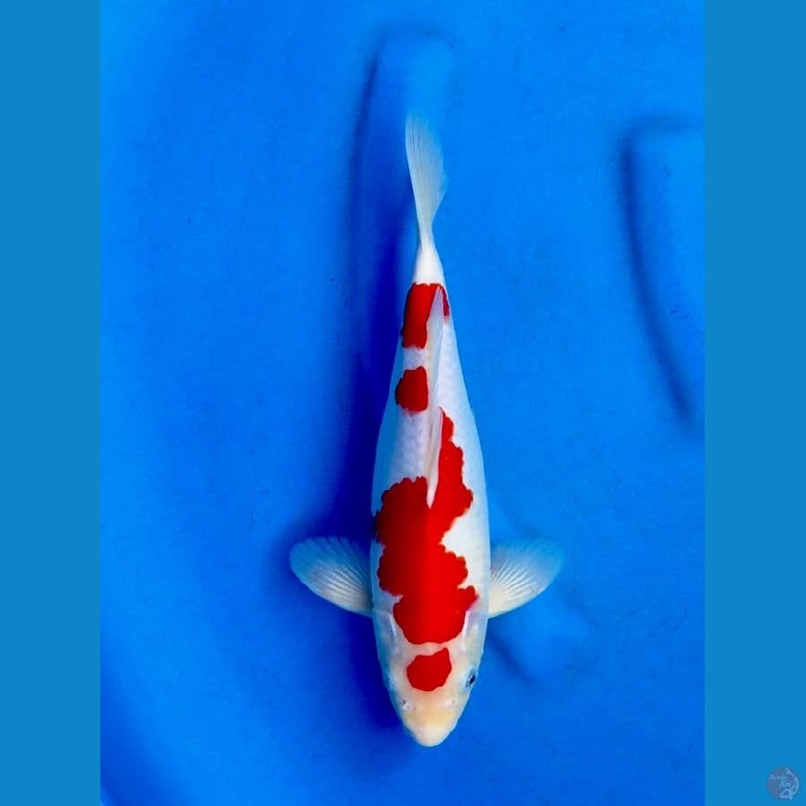 28cm , Male Kohaku 