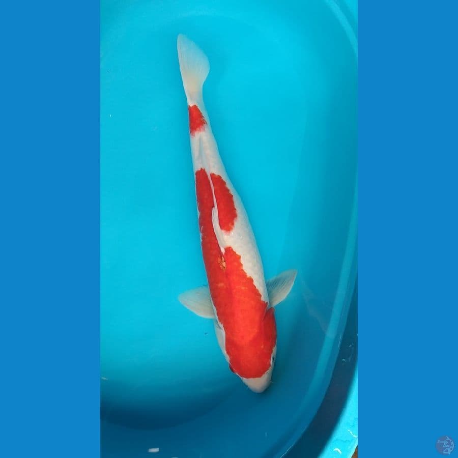 betina indukan 55 cm