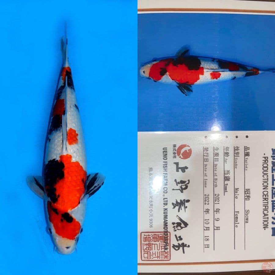 SHOWA UENO 42CM MALE