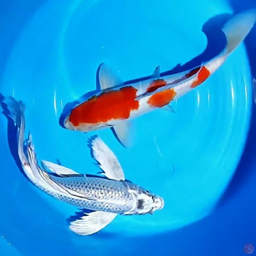 Kohaku & kumpay ginrin