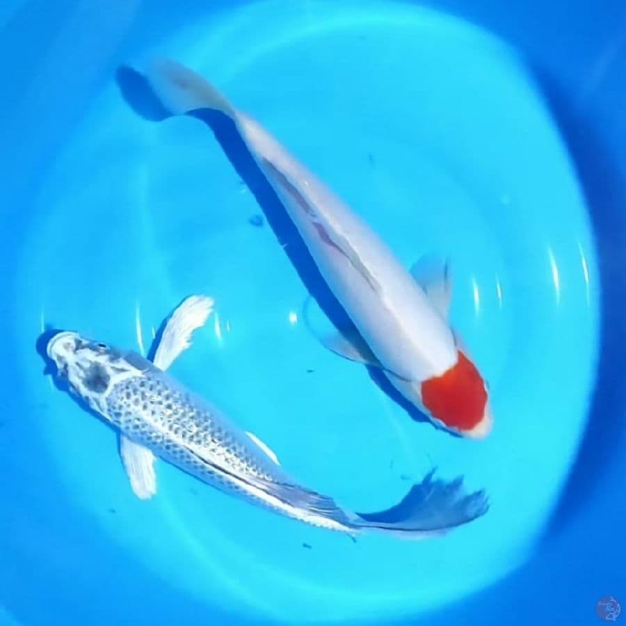 Tc.Kohaku & Kumpay Ginrin