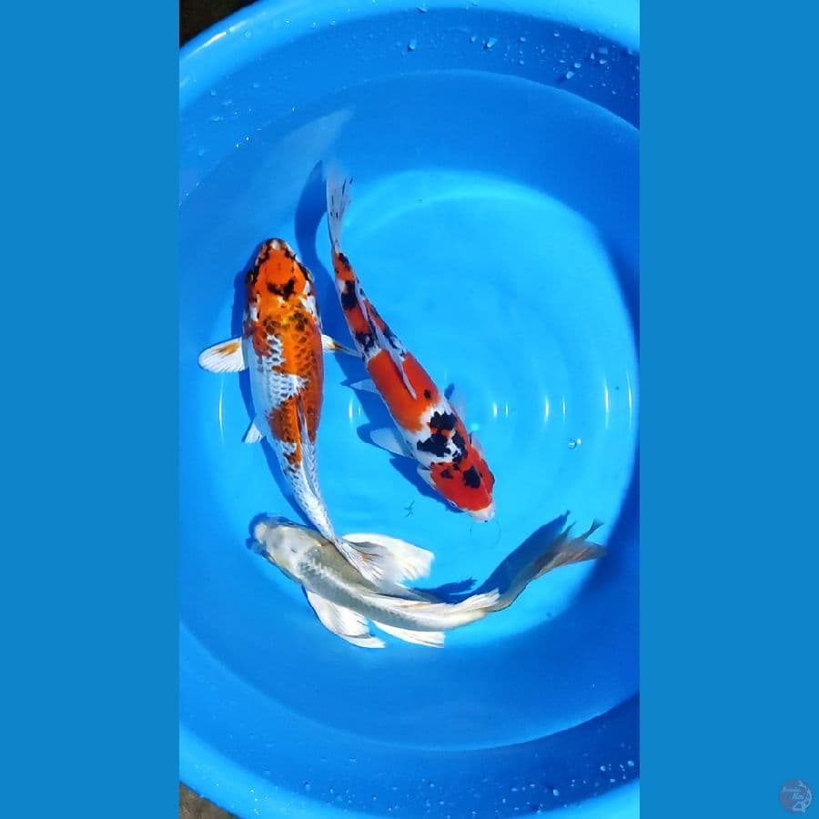 Sanke, Sb kujaku & kumpay