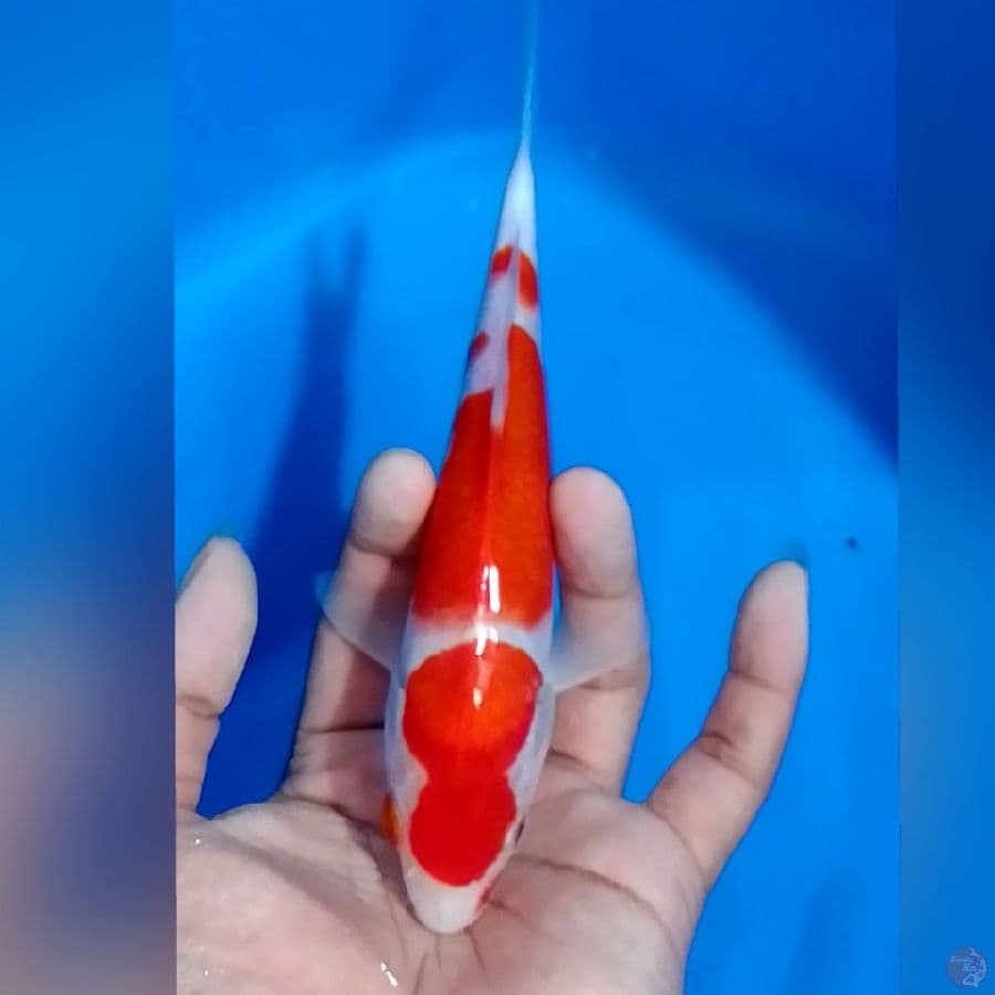 KOHAKU 19CM