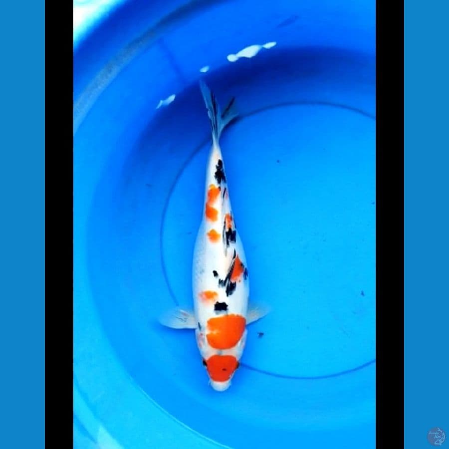 Maruten sanke 37 cm